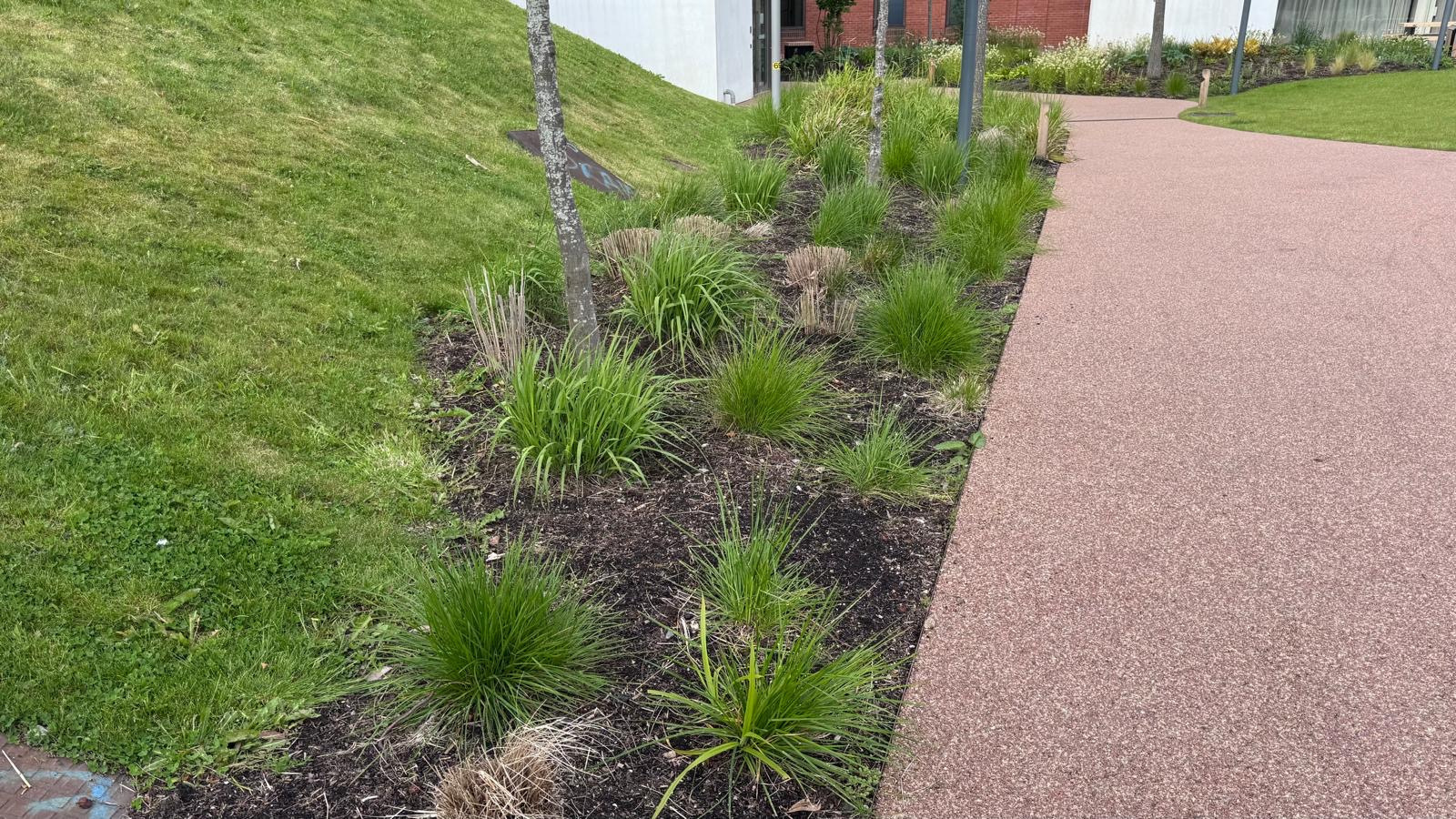 Corten CORE DATUM EDGE between planting and a path at Booths Park.